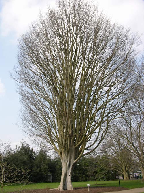 zelkova carpinifolia 2