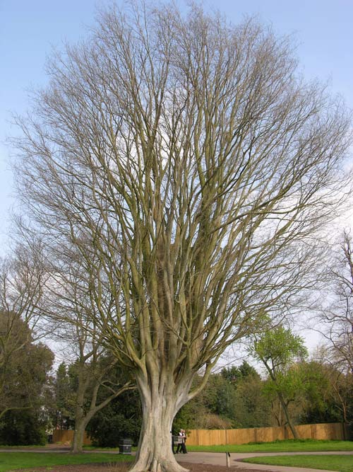 zelkova carpinifolia 3