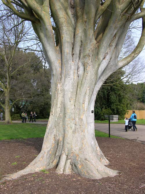 zelkova carpinifolia 5