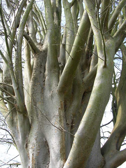 zelkova carpinifolia 6