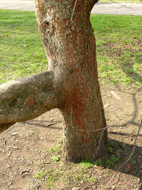 zelkova schneideriana 1