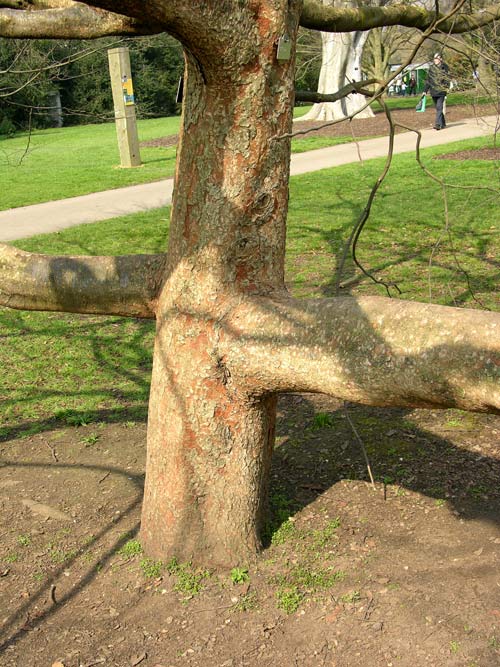 zelkova schneideriana 2
