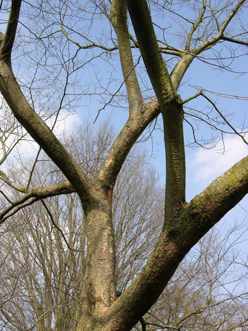 zelkova schneideriana 3