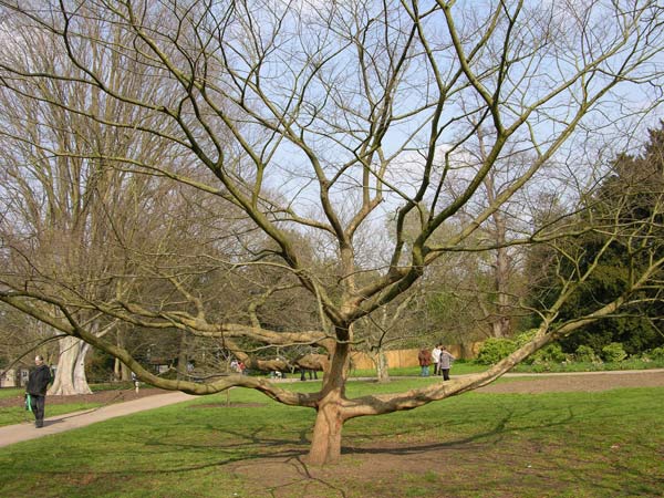 zelkova schneideriana 4