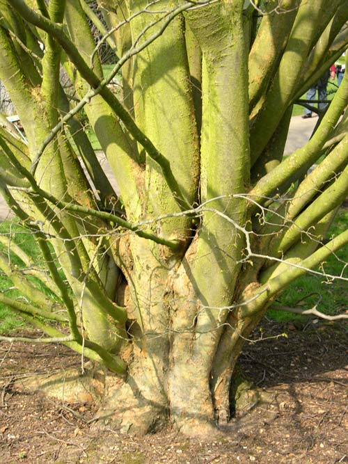 zelkova serrata 1