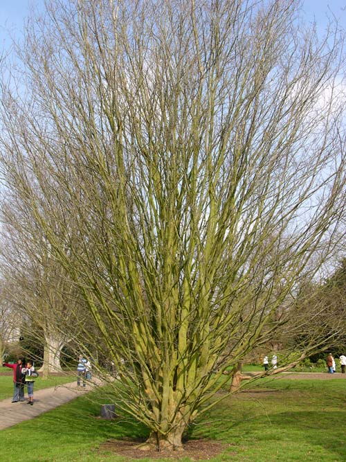 zelkova serrata 2