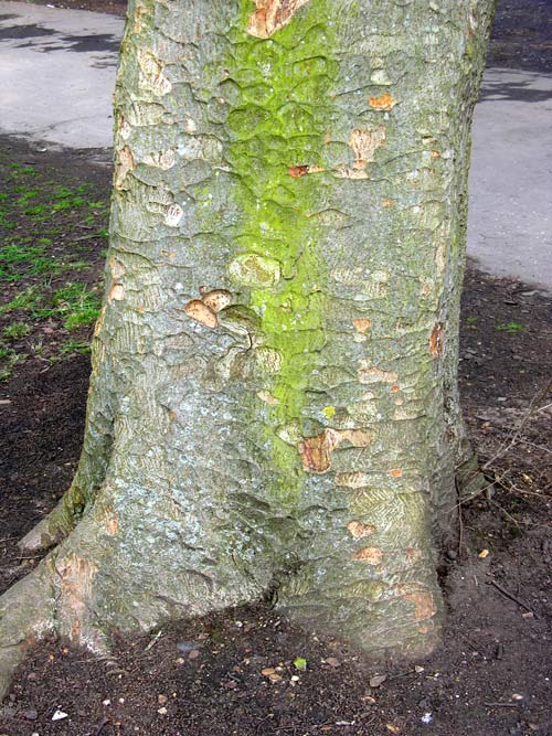 zelkova sinica 1