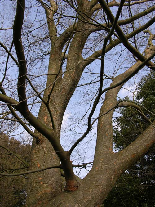 zelkova sinica 2