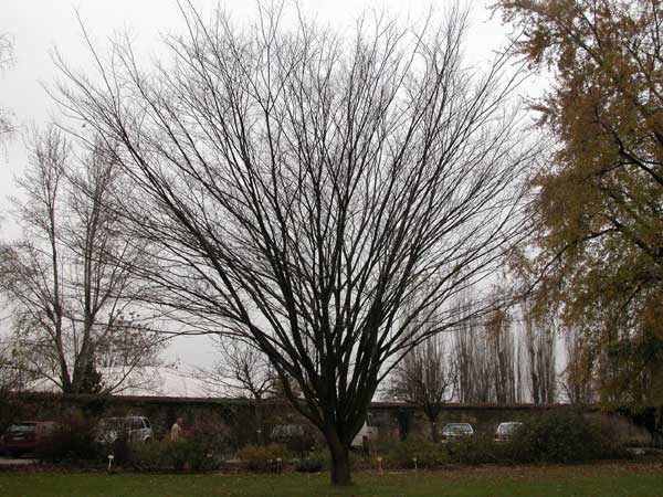 zelkova sp 01
