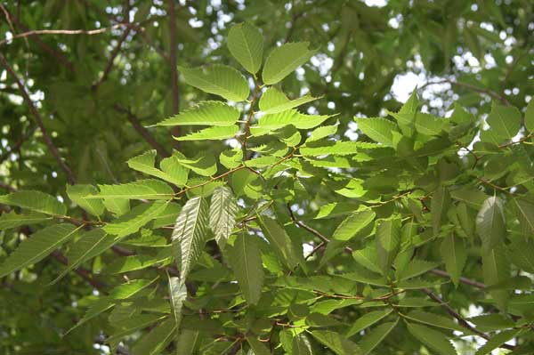 zelkova sp 02