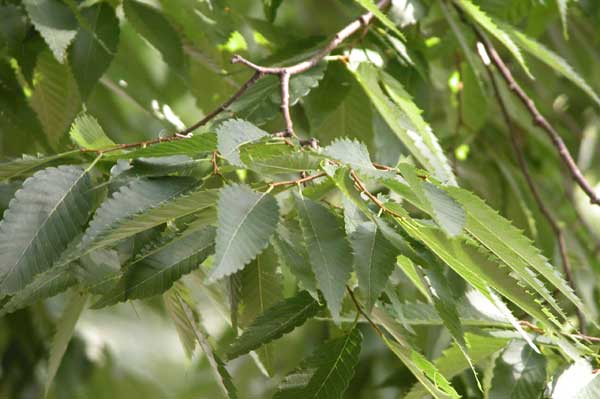 zelkova sp 03