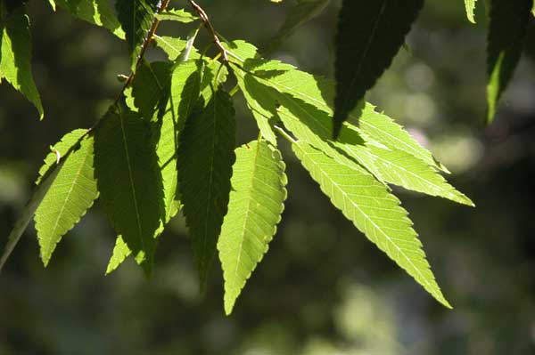 zelkova sp 04