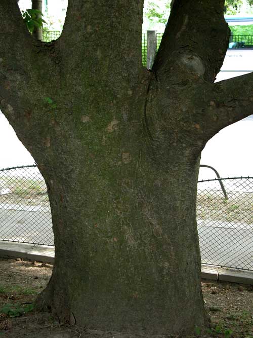 zelkova sp 05