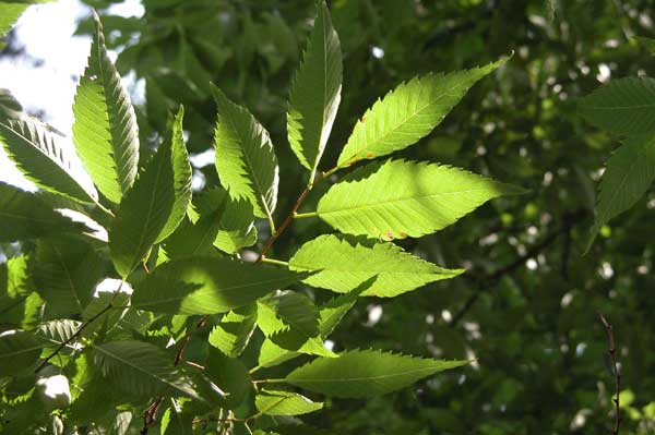 zelkova sp 06