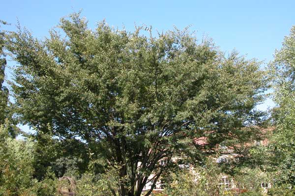 zelkova sp 07