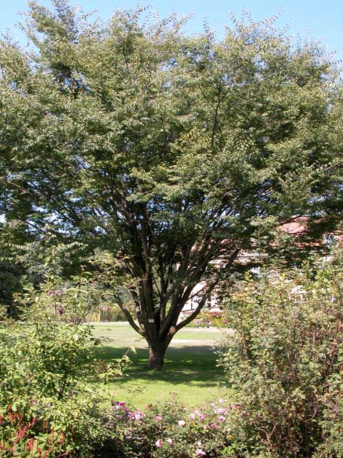 zelkova sp 08