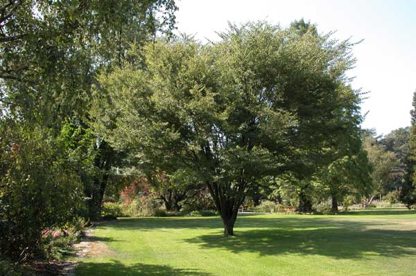 zelkova sp 09
