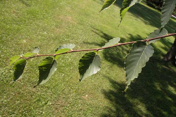 zelkova sp 10