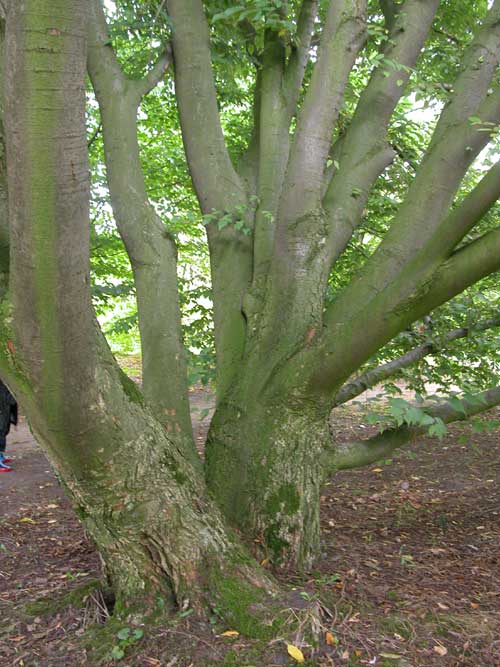 zelkova sp 11