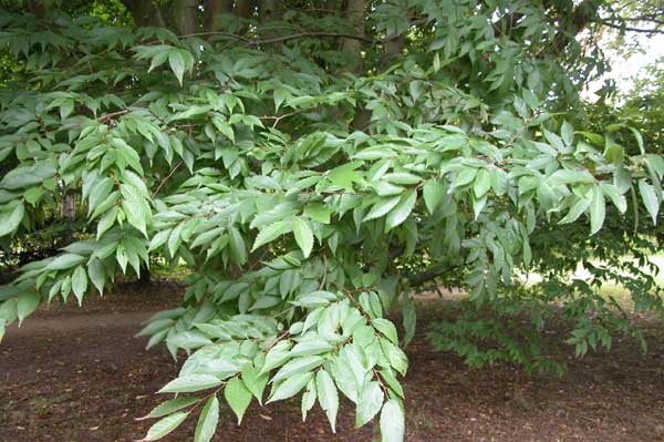 zelkova sp 12