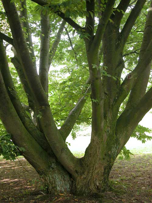 zelkova sp 14