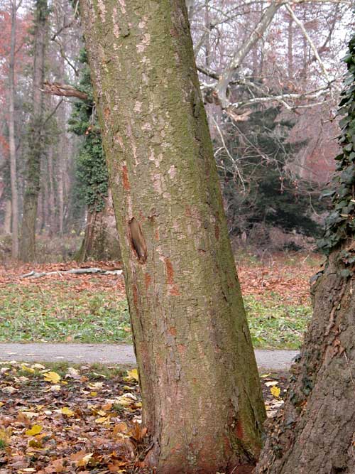 zelkova sp 15