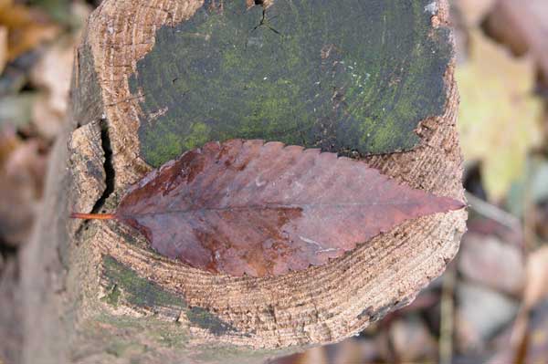 zelkova sp 16