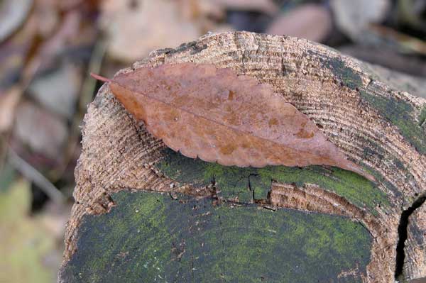 zelkova sp 17
