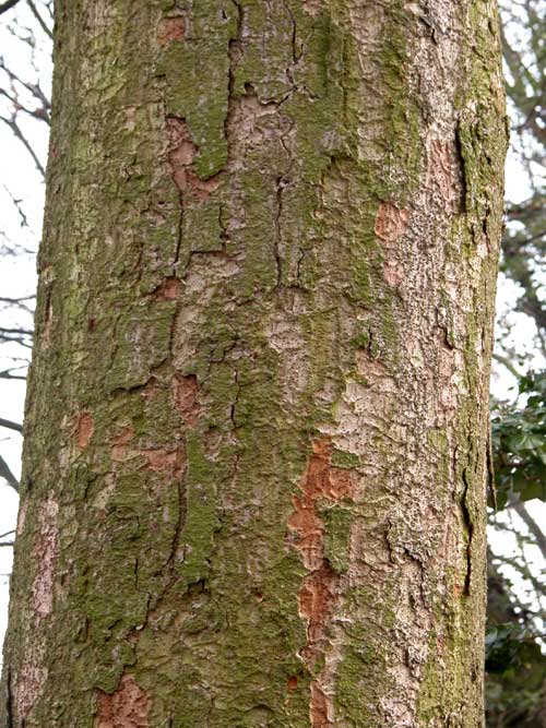zelkova sp 18