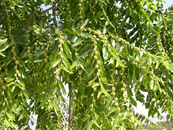 ziziphus jujuba 01