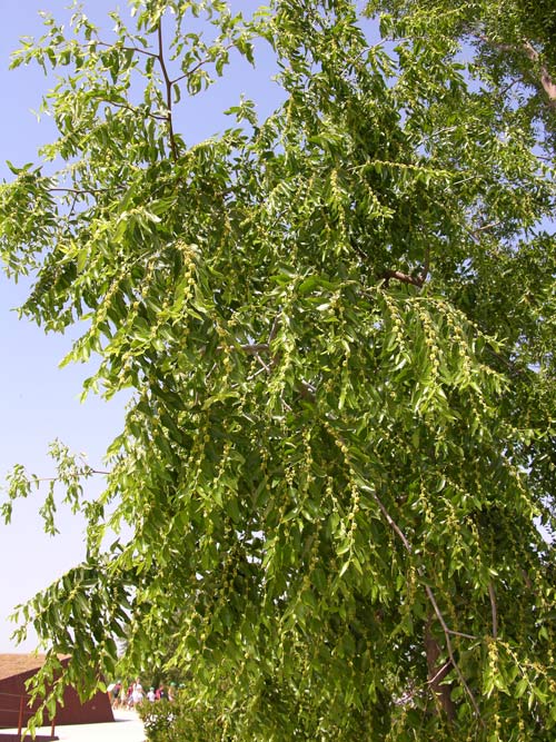 ziziphus jujuba 02