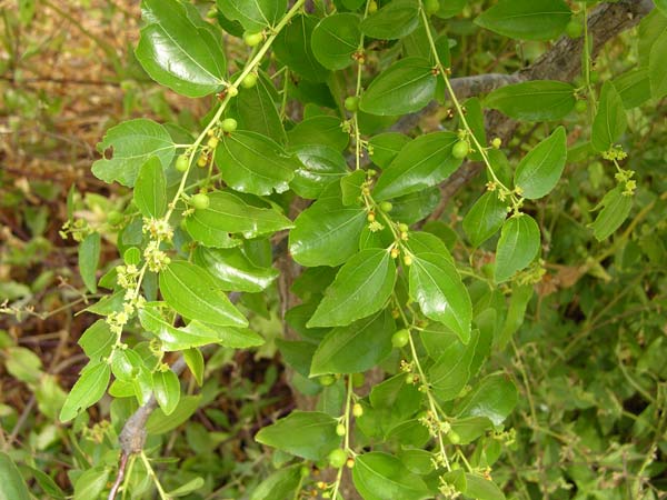 ziziphus vulgaris 01