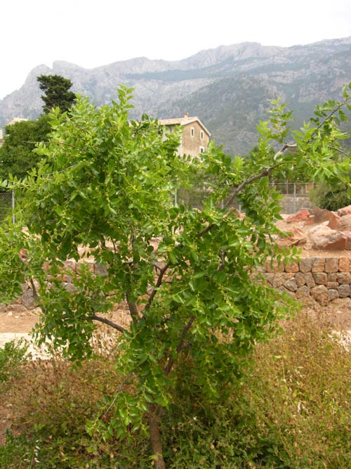 ziziphus vulgaris 03
