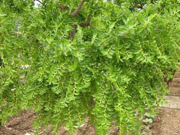ziziphus vulgaris 04